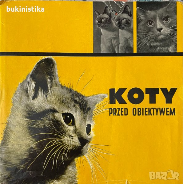 "Koty przed obiektywem"- Котки пред обектива на полски, снимка 1