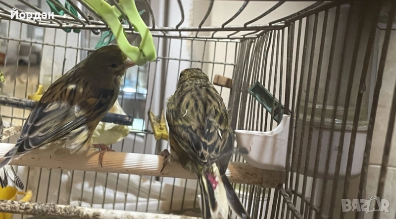 Женски зелени канари, снимка 1