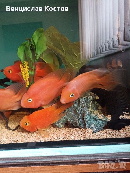 Продавам риби червен папагал , снимка 1