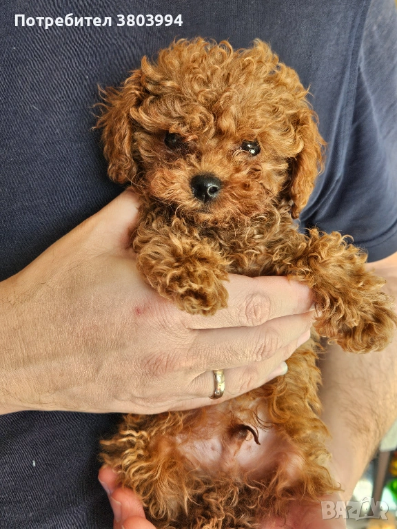 Тйи къп момченце , снимка 1