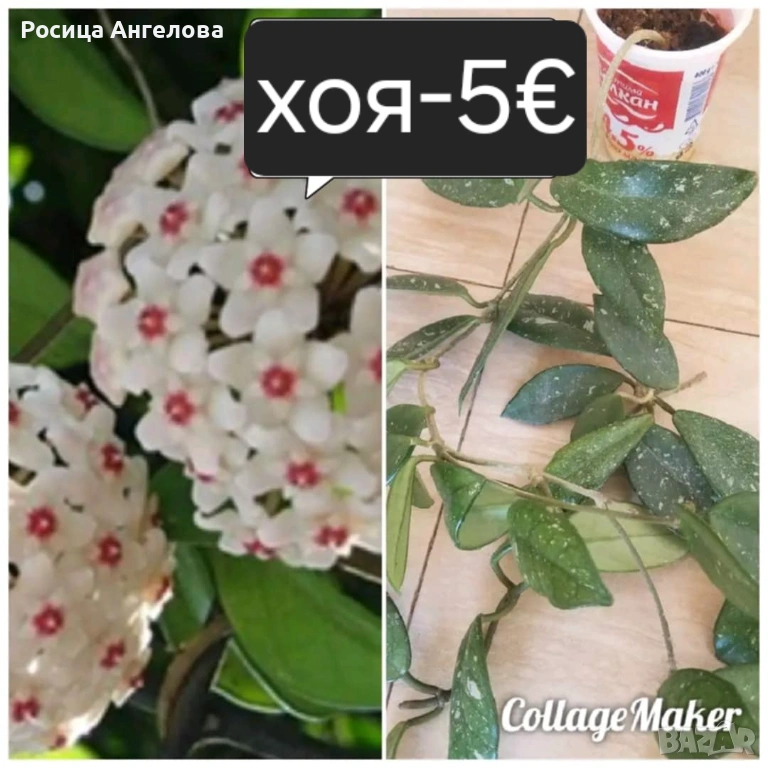 Цветя , снимка 1