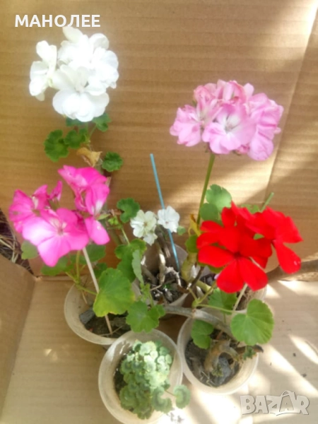 МУШКАТО - 5 цвята, снимка 1