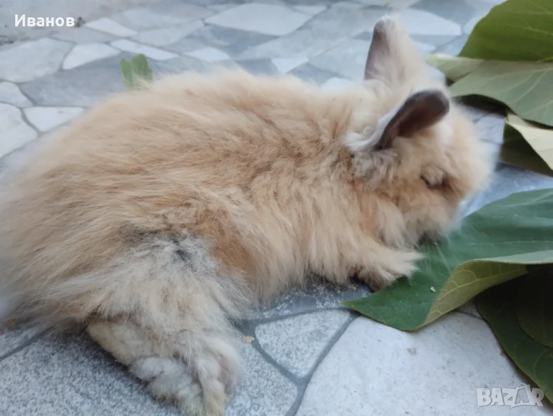 морски свинчета и мини зайчета., снимка 1