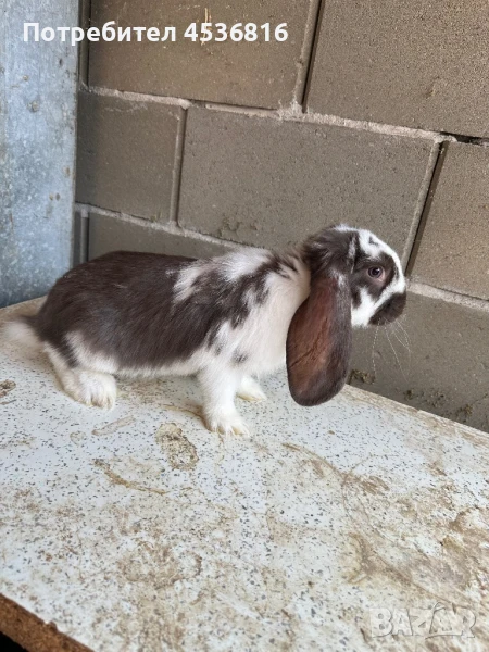 Продавам кочовати зайци, снимка 1