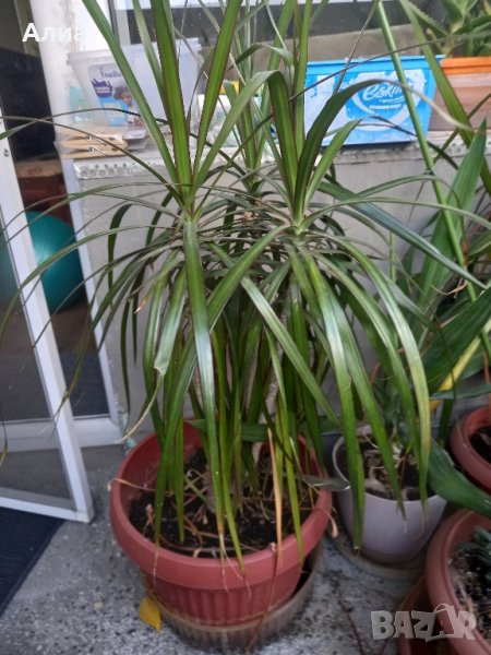 Драцена маргината и Драцена фрагранс, снимка 1