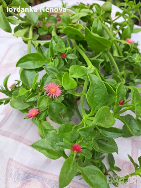 Аптения, снимка 1