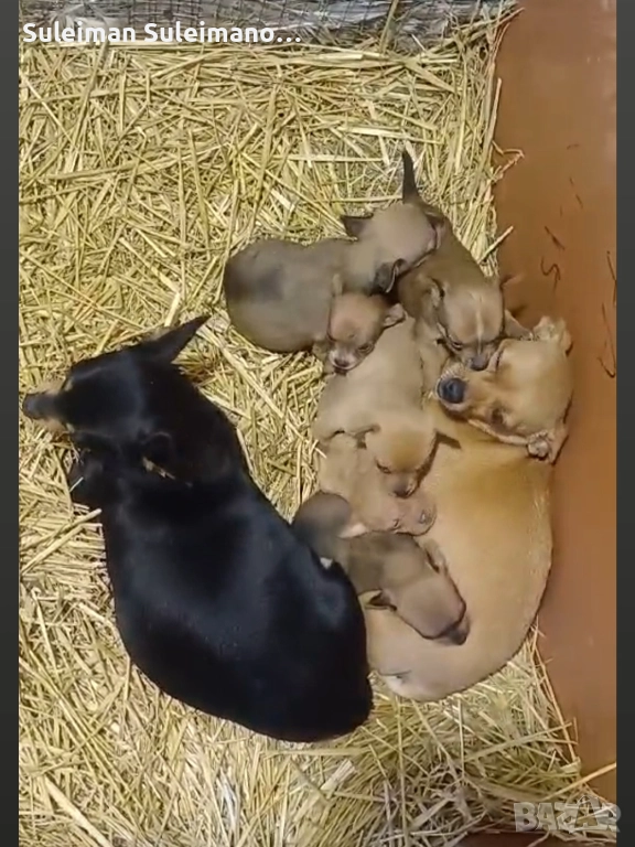 Продават се малки пинчерчета на 45 дена , снимка 1