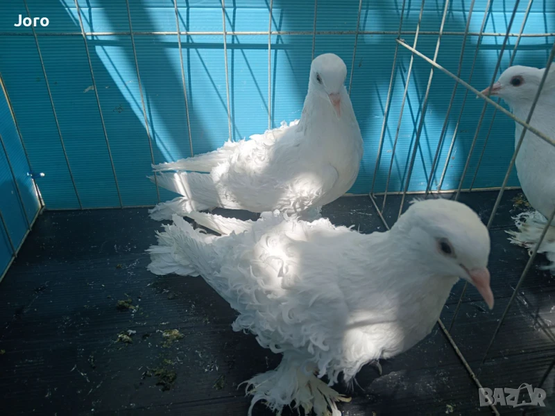 Къдрави гълъби, снимка 1