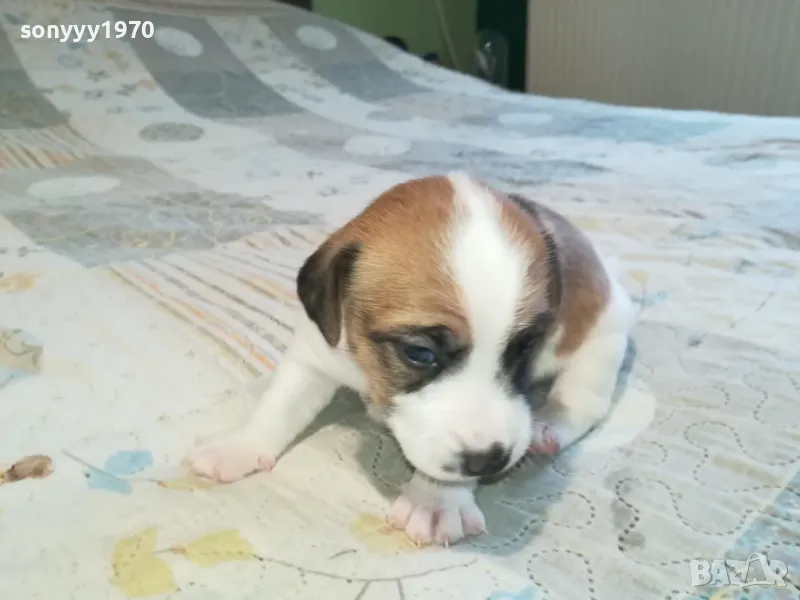 ДЖАК РЪСЕЛ ВИДИН-КУПУВАМЕ КУЧЕ 0104251735, снимка 1