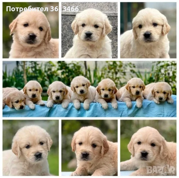 Чистокръвни голдън ретривър мъжки и женски , снимка 1