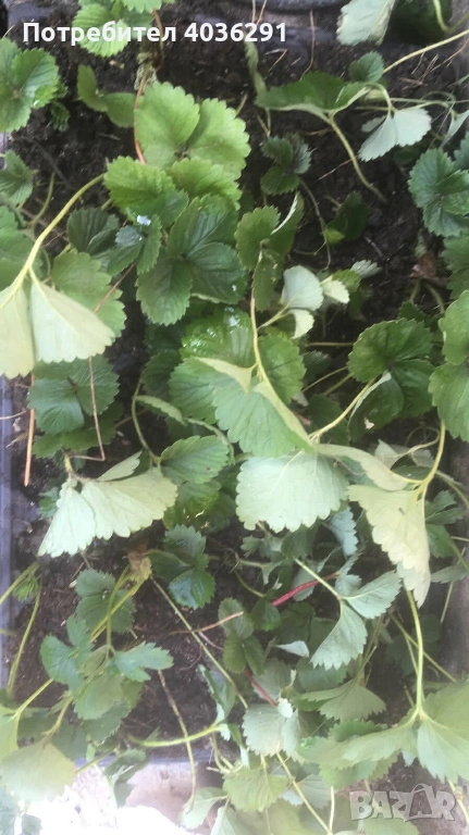 ягоди разсад в табли, снимка 1