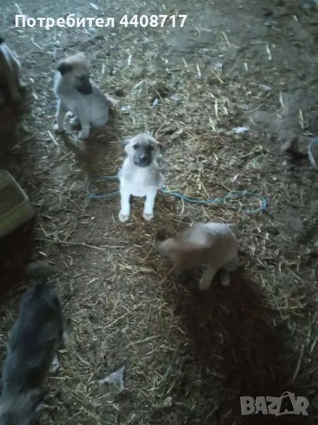 Кангал, снимка 1