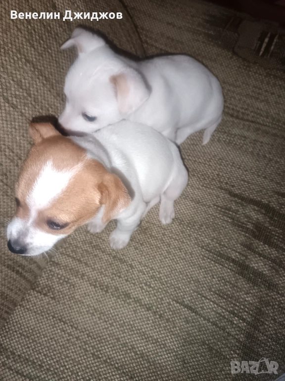 Чихоа, снимка 1