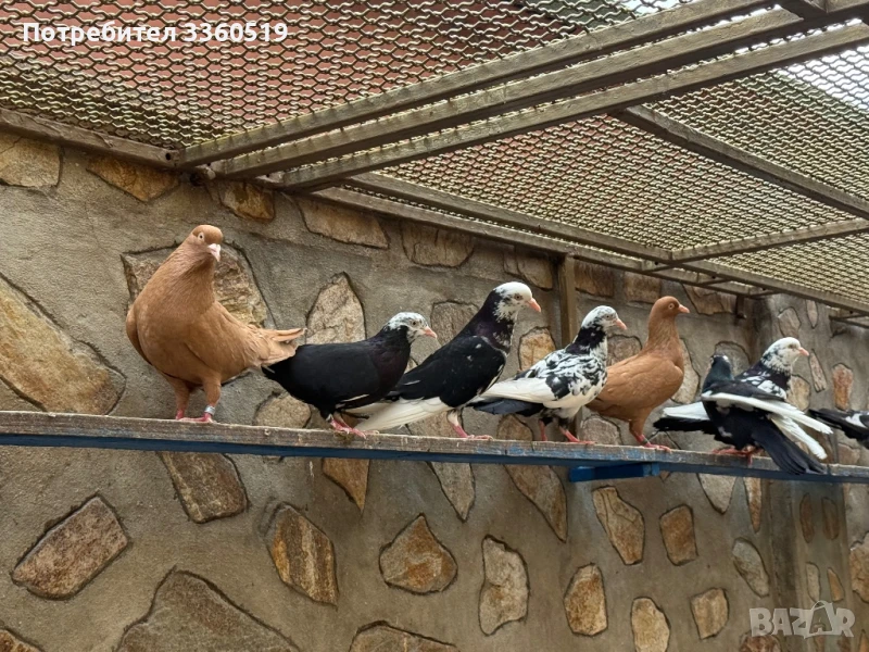 Гълаби неврени и лимонки, снимка 1