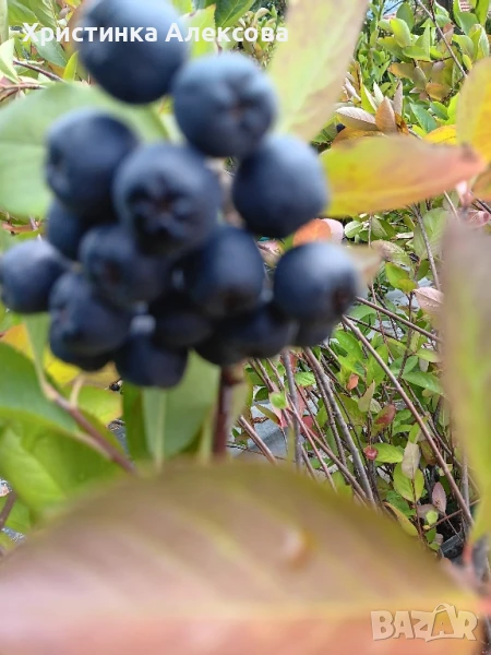 Арония фиданки, снимка 1