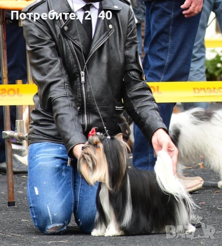 Бивер йоркширски териер (Biewer-Yorkie), снимка 16 - Йоркширски териер - 53409225