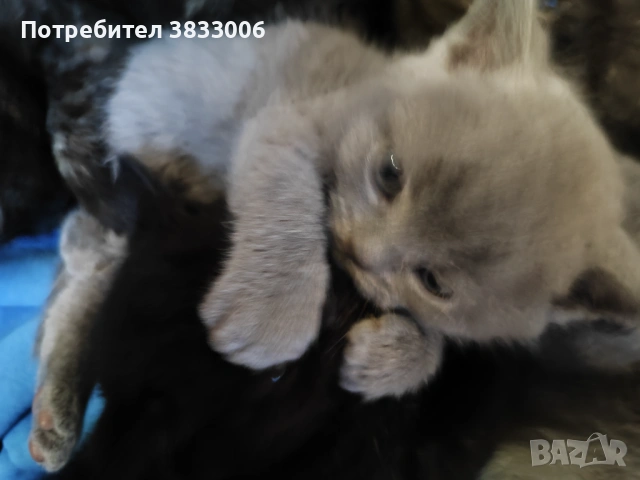  късокосмести Британски котета чистокръвни, снимка 2 - Британска късокосместа - 53519743