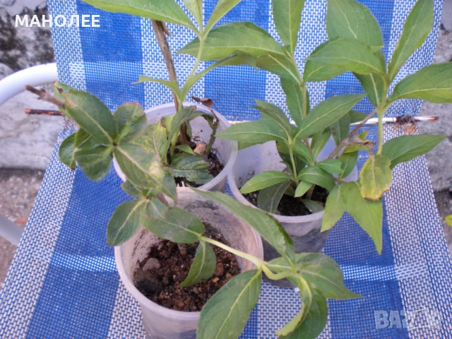 Вайгела, снимка 4 - Градински цветя и растения - 52106210