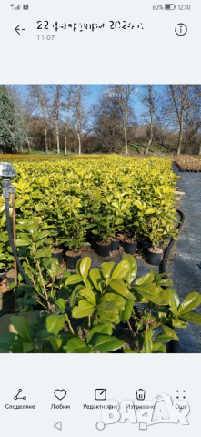 лавровишна 0.30 см цена 6лева 