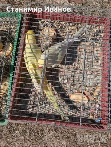 Александри 2021 2022год.различни цветове и мутации оформени птици., снимка 2 - Папагали - 39575600