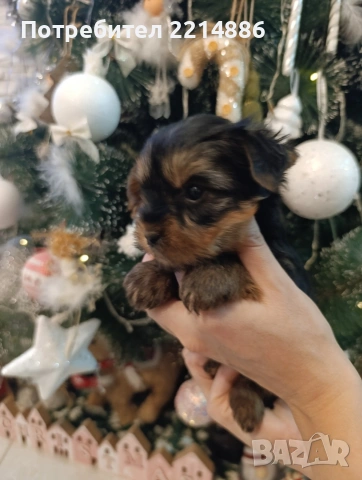 Мини йоркширски териери , снимка 5 - Йоркширски териер - 37413803