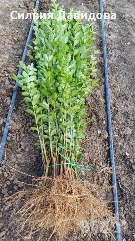 0.70лв. Лигуструм на корен, снимка 8 - Разсади - 52116194