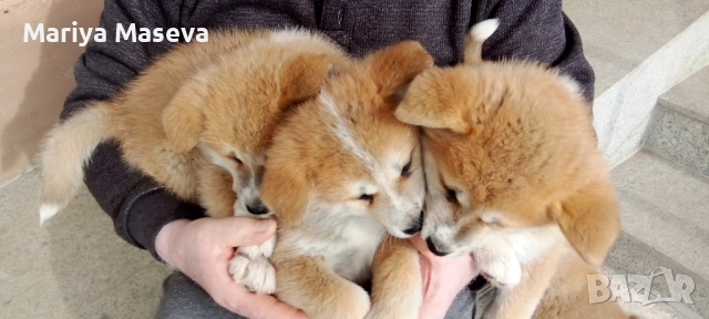 Продавам кученца Акита , снимка 2 - Акита - 52650845