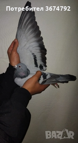 свободен мъжки