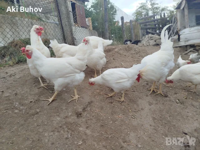 Сини яйца от бял Легбар , снимка 4 - Кокошки и пуйки - 56330419