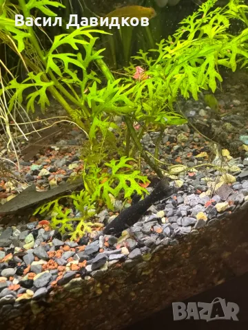 Живородни рибки  Плата, Гупа , Милинезия , снимка 7 - Рибки - 48259225