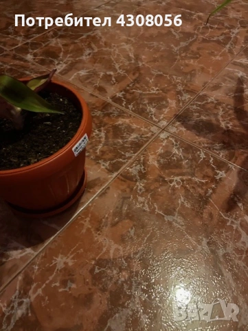 Кализия, снимка 2 - Стайни растения - 53004429