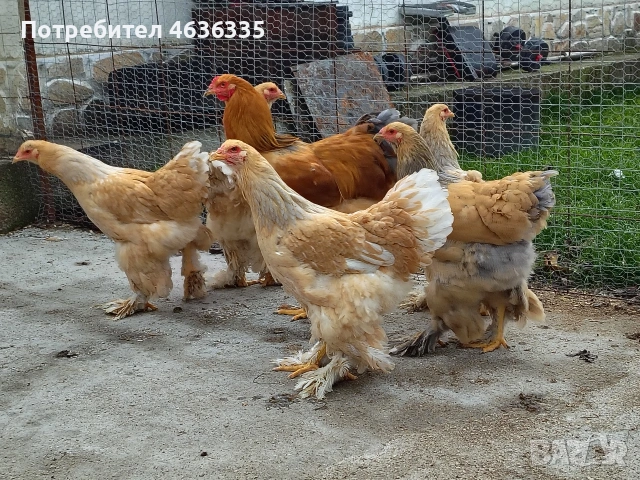 Брама Лимон, снимка 4 - Кокошки и пуйки - 53052574