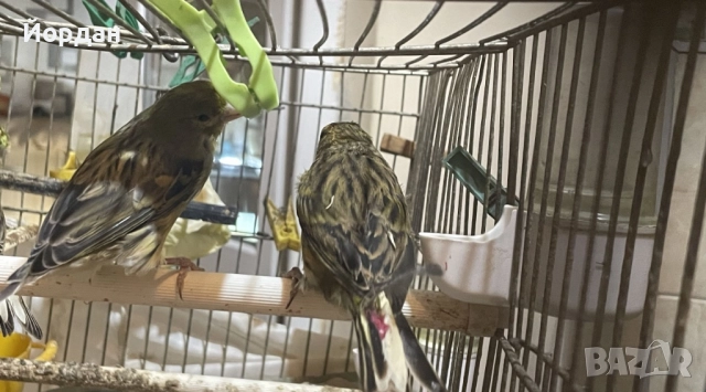 Женски зелени канари