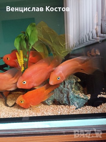 Продавам риби червен папагал 