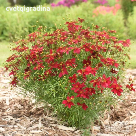 Coreopsis red satin(Кореопсис Червен сатен)