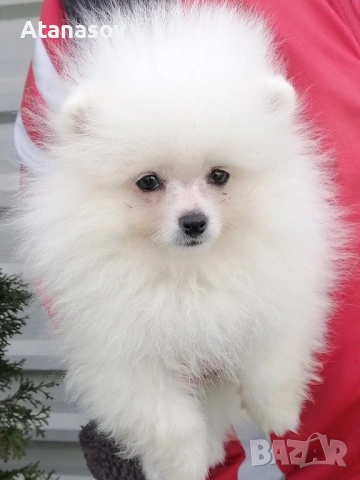 Померан Померанче, снимка 2 - Померан - 53090690