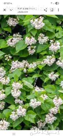 Каталпа НАНА фиданки, снимка 7 - Разсади - 51791021