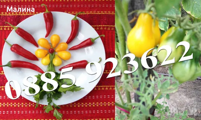 Био Семена Домати Стари Селски Сортове, Пипер, Чери Домати, Тютюн, Пъпеш, снимка 9 - Сортови семена и луковици - 39722488