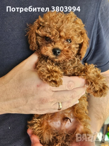 Тйи къп момченце 