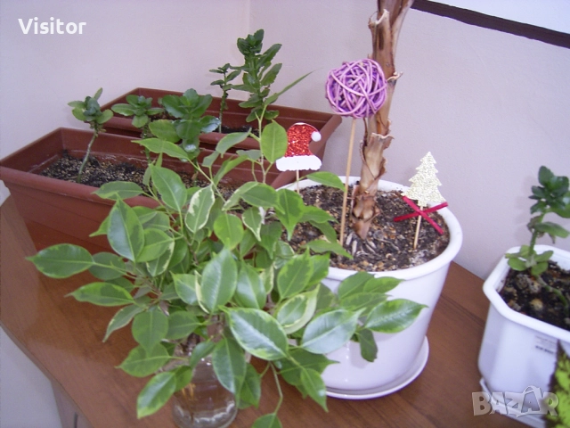 Ricoh Caplio RR30 , снимка 11 - Фотоапарати - 52896100