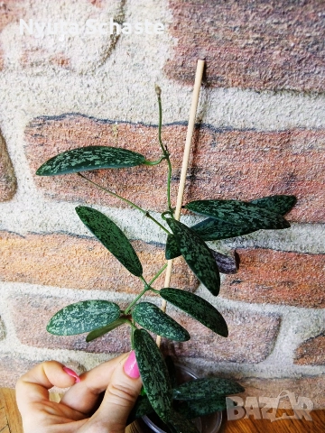 Hoya Sigilatis​ silver​ AH001 , снимка 2 - Стайни растения - 52629670