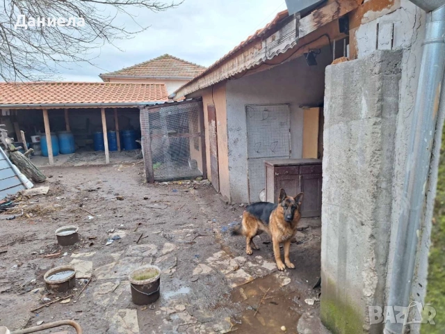 Немска овчарка пародиста, снимка 3 - Немска овчарка - 53540195