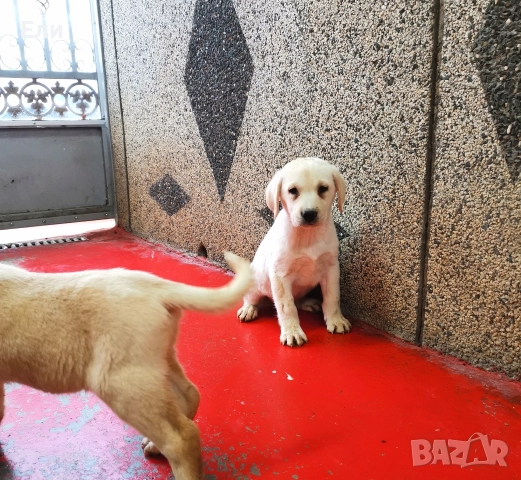 Лабрадор ретривър , снимка 5 - Лабрадор ретривър - 52897392