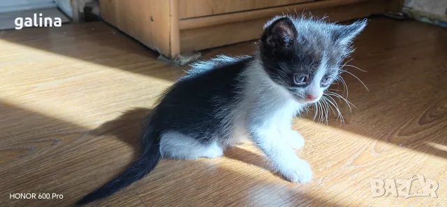 котенца малки коте