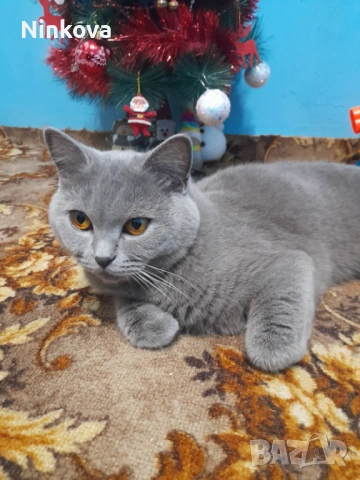 Малко британче, снимка 8 - Британска късокосместа - 53042180