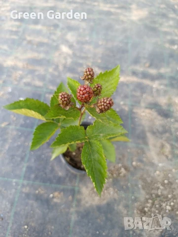 КЪПИНА GIGANT Без бодли, снимка 4 - Градински цветя и растения - 50297838