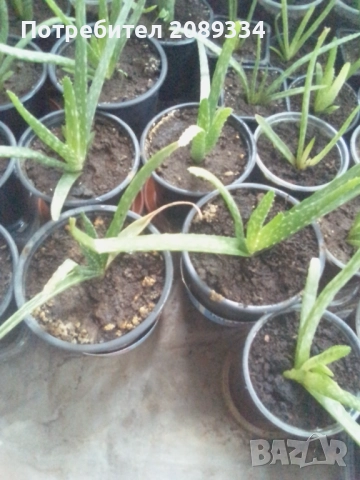 Алое Вера, снимка 6 - Стайни растения - 52438511