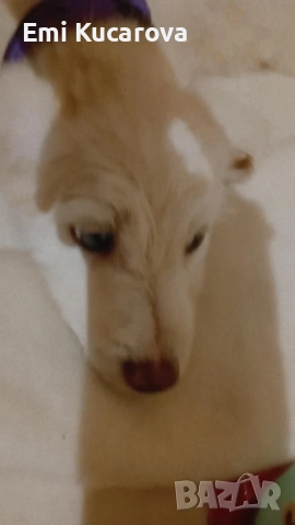 Куче на 5 месеца мъжко казва се Рафаел свикнал е на кратко име Рави! Има 1 ваксина, снимка 2 - Белгийска овчарка - 53029913