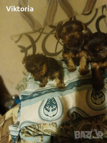 Йоркширски териери, снимка 5 - Йоркширски териер - 52221495