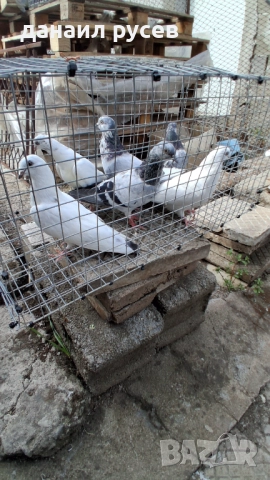 Английски типлери, снимка 13 - Гълъби - 51157443